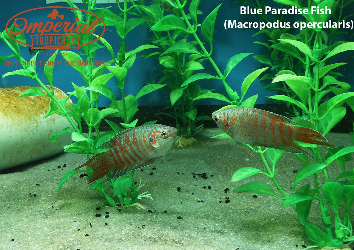 Blue Paradise Gourami