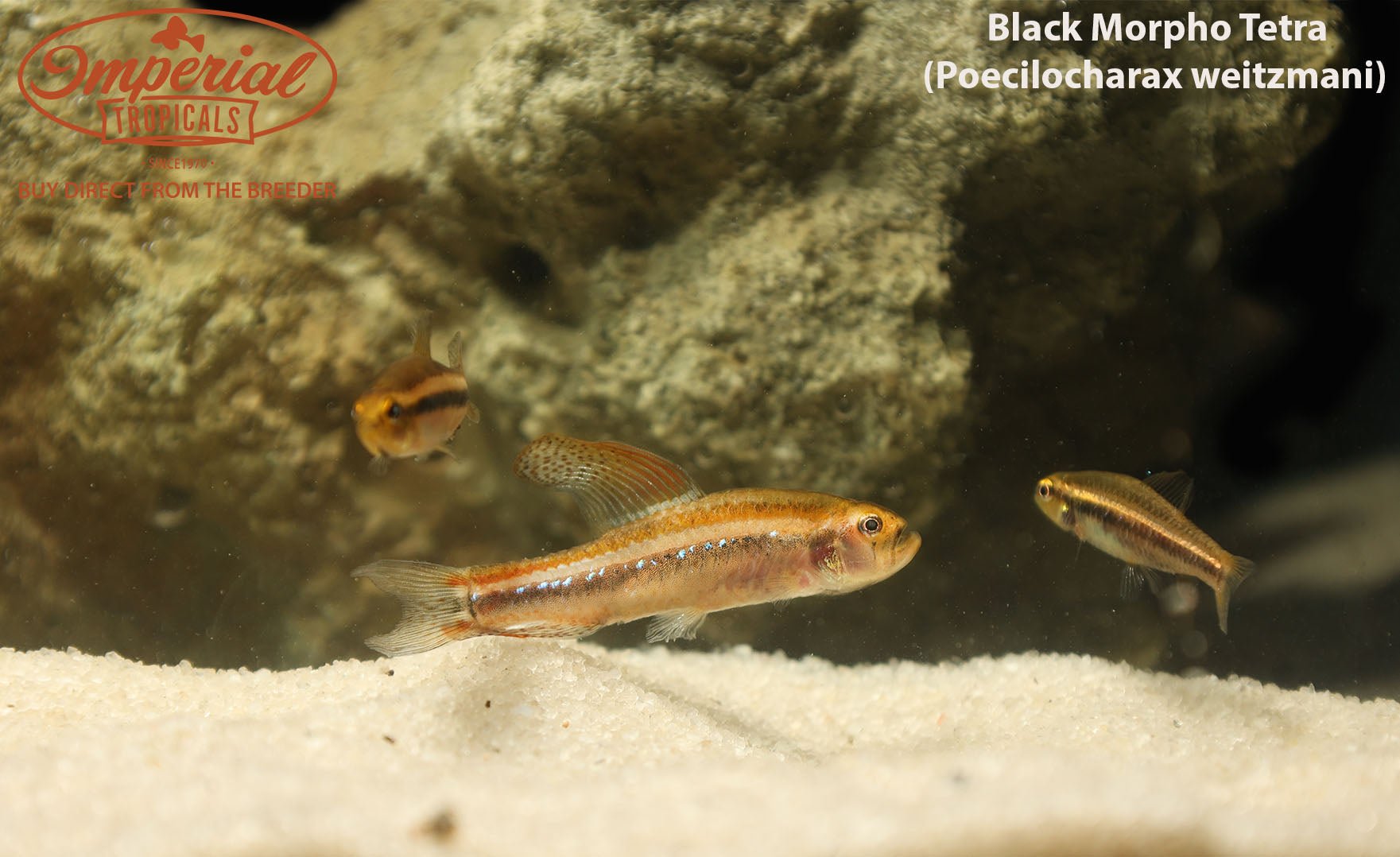 Black Morpho Tetra