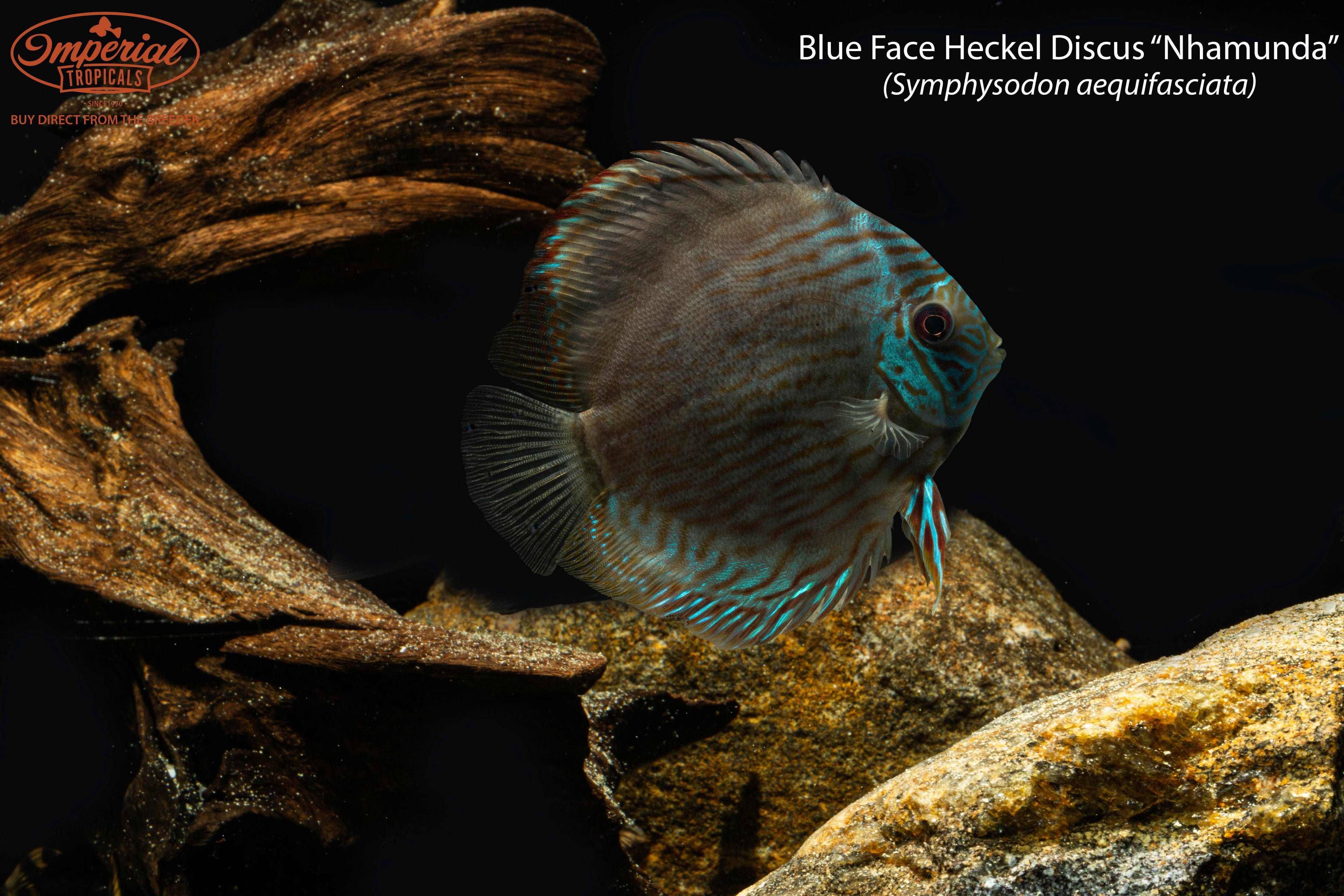 Blue Face Heckel Discus "Nhamunda"
