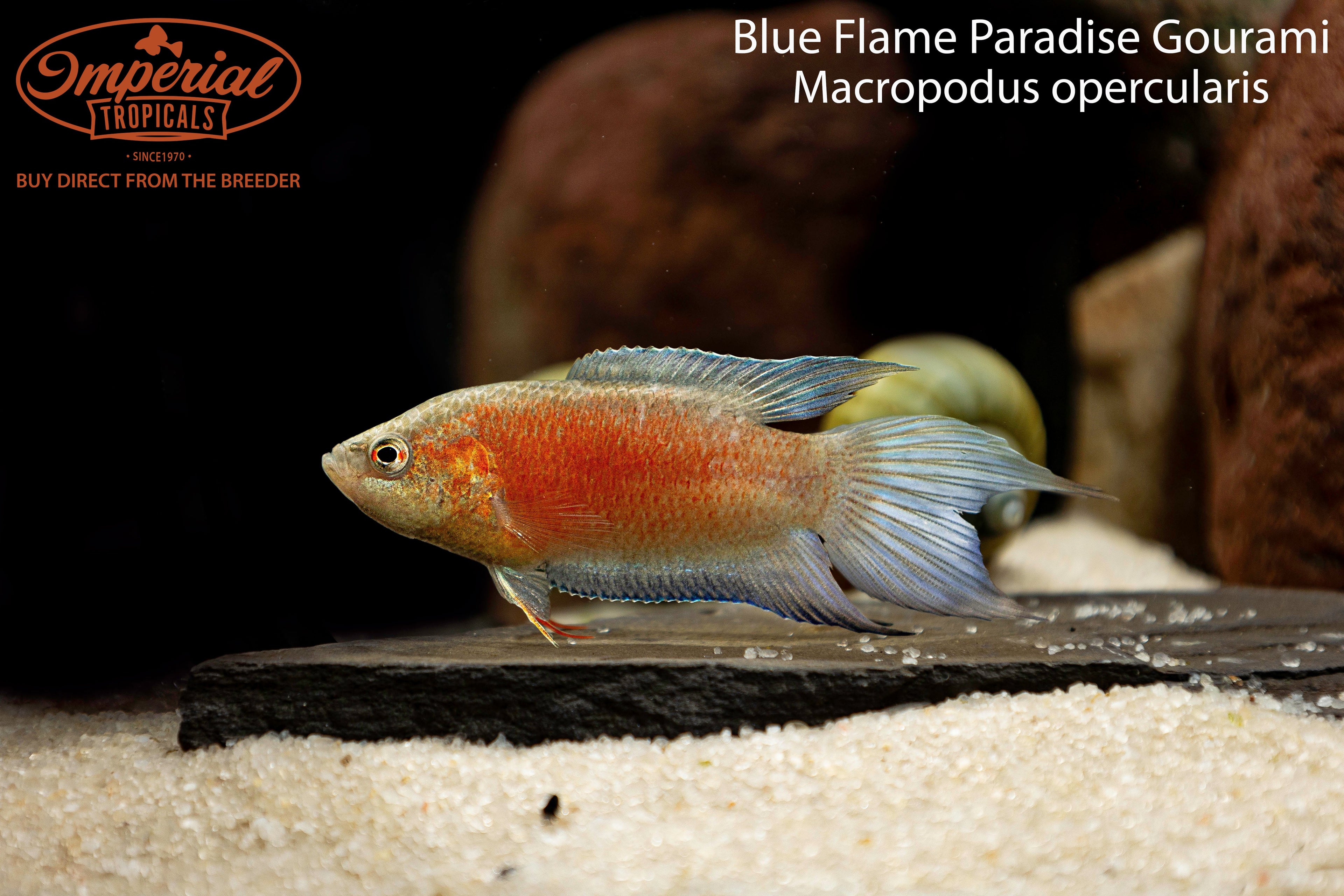 Blue Flame Paradise Gourami