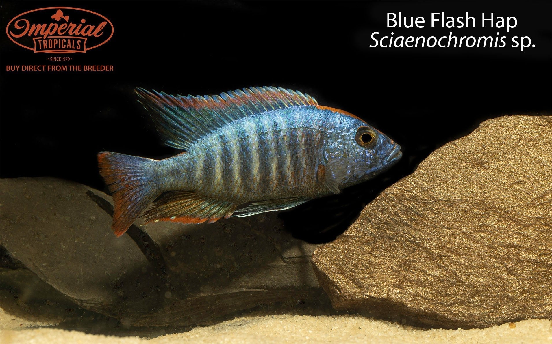 Blue Flash Hap