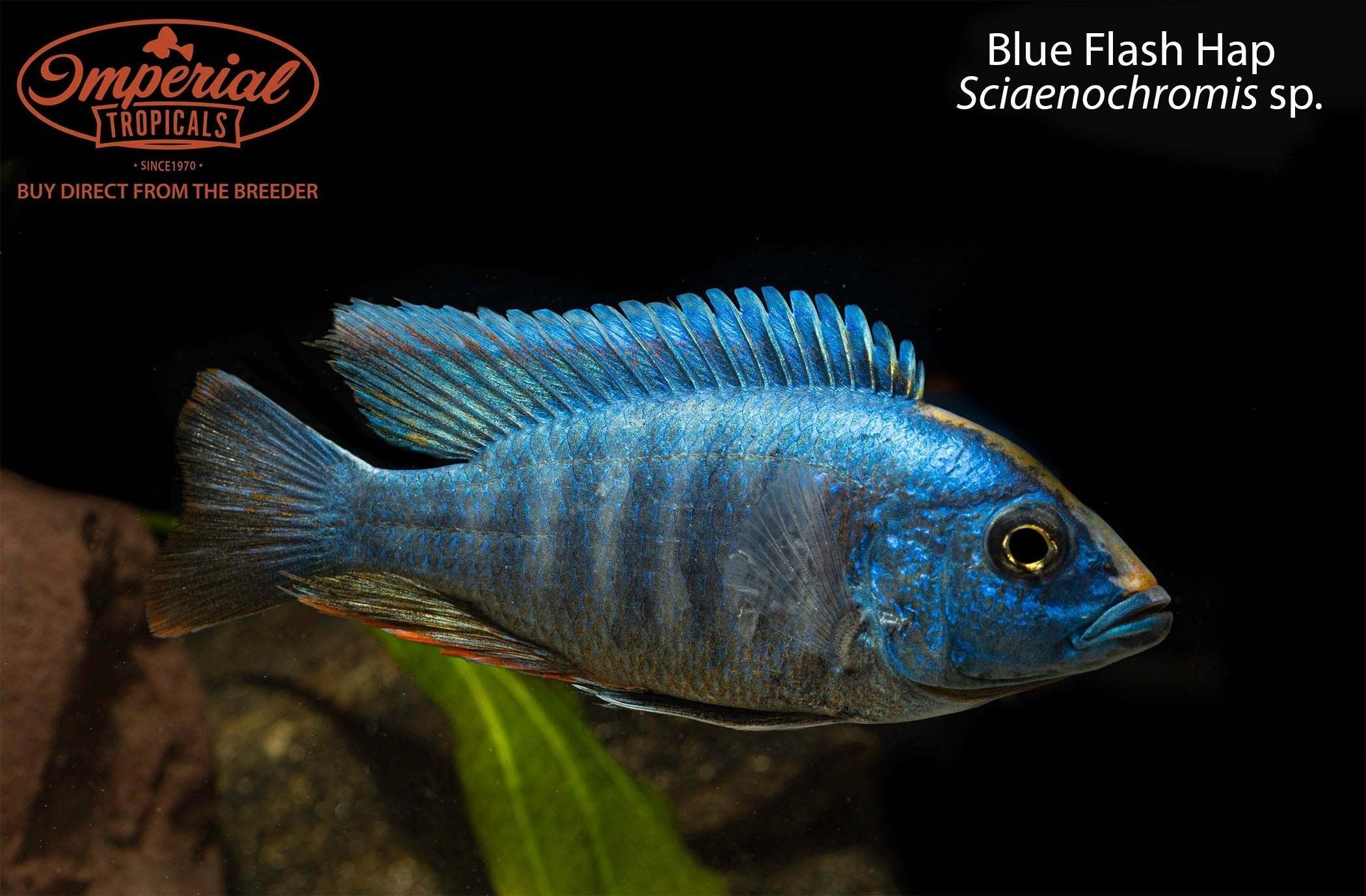 Blue Flash Hap