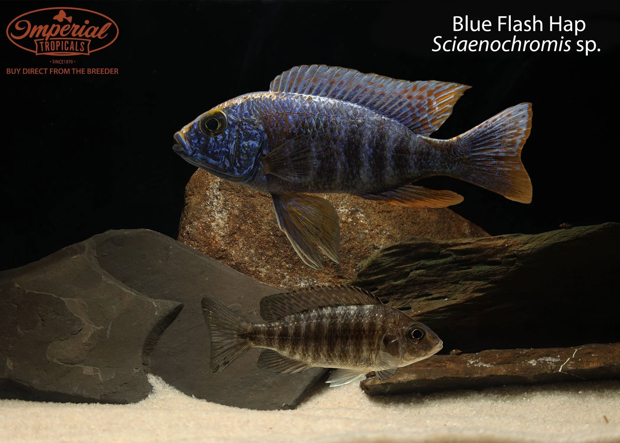 Blue Flash Hap