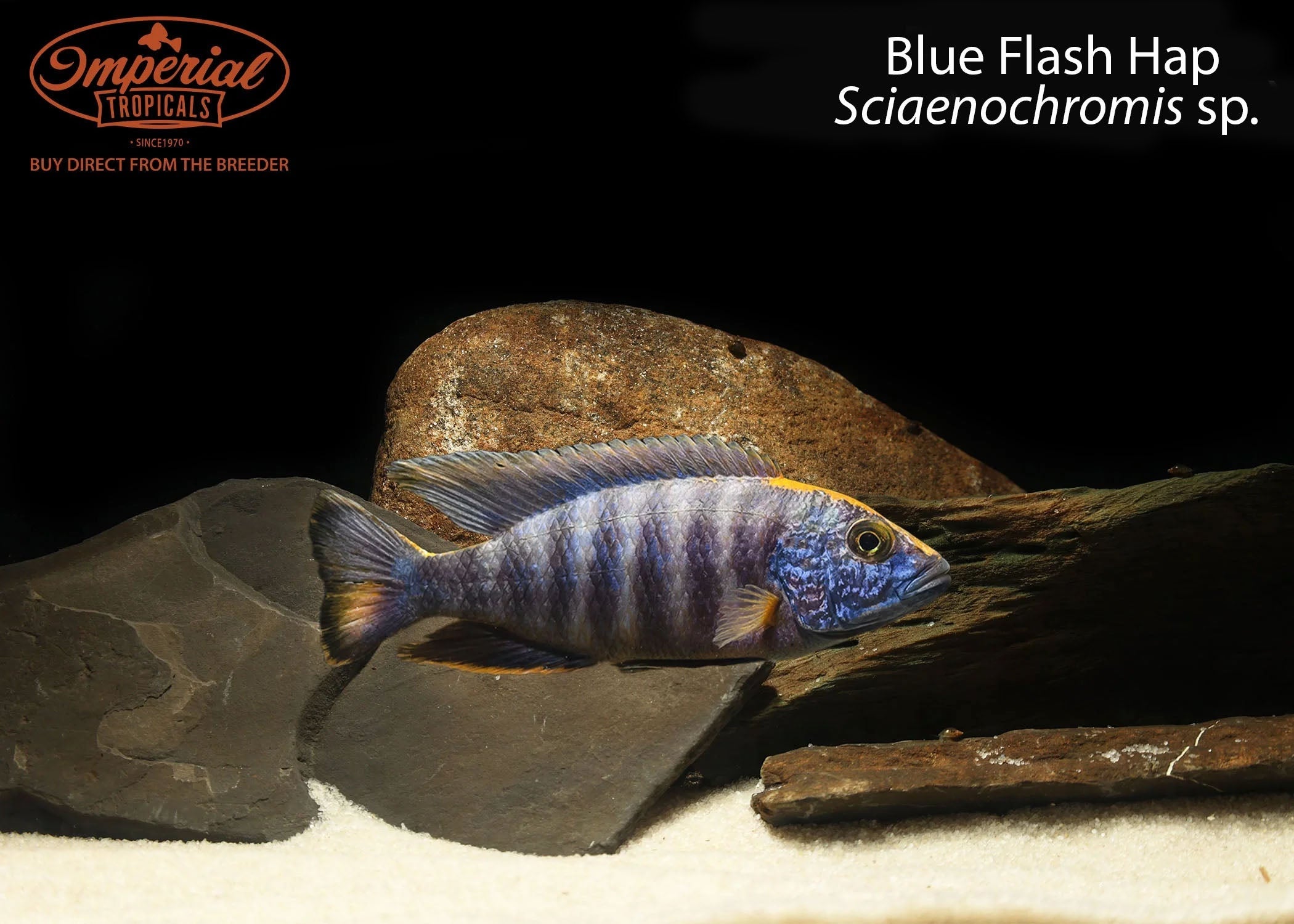 Blue Flash Hap