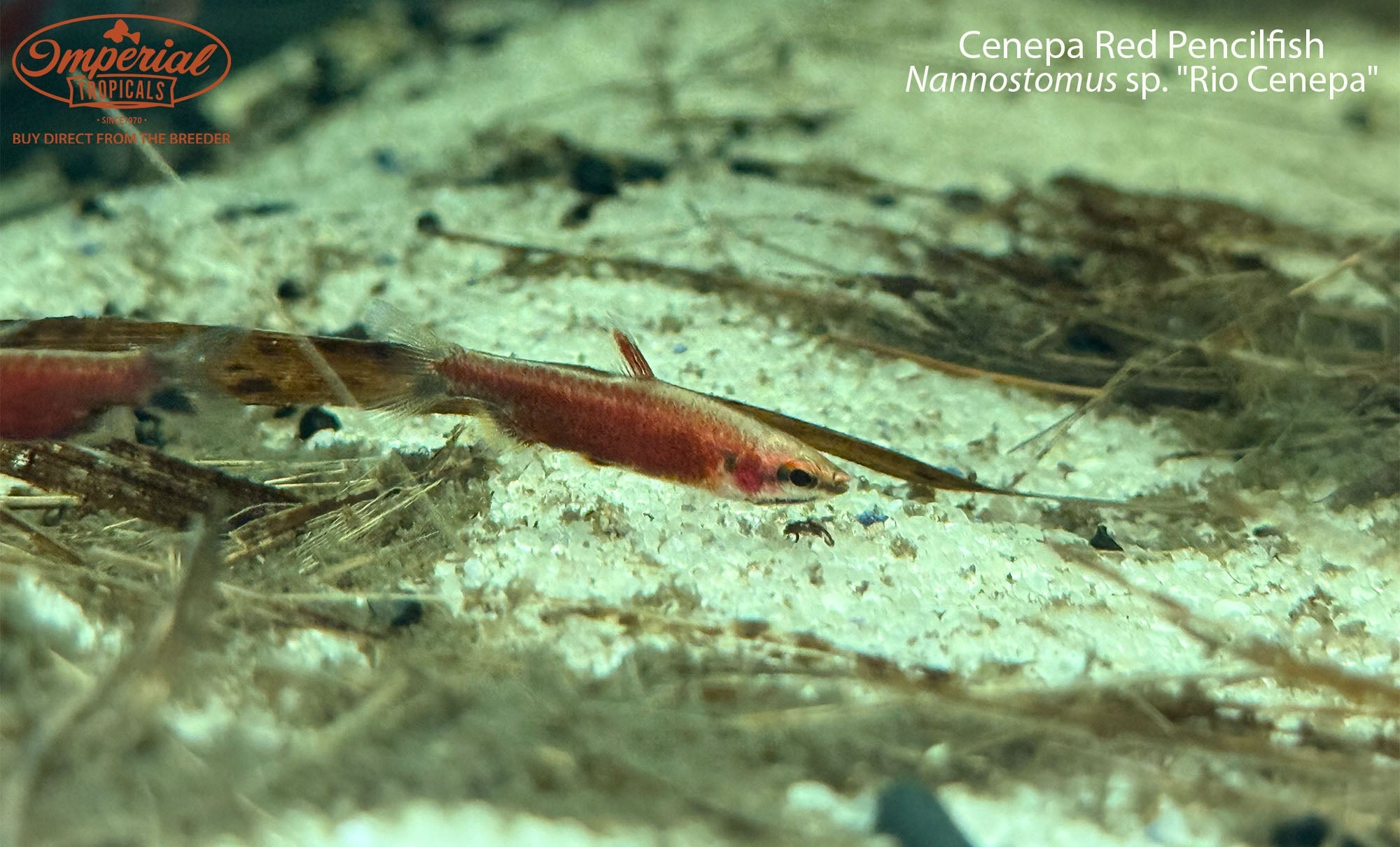 Cenepa Red Pencilfish