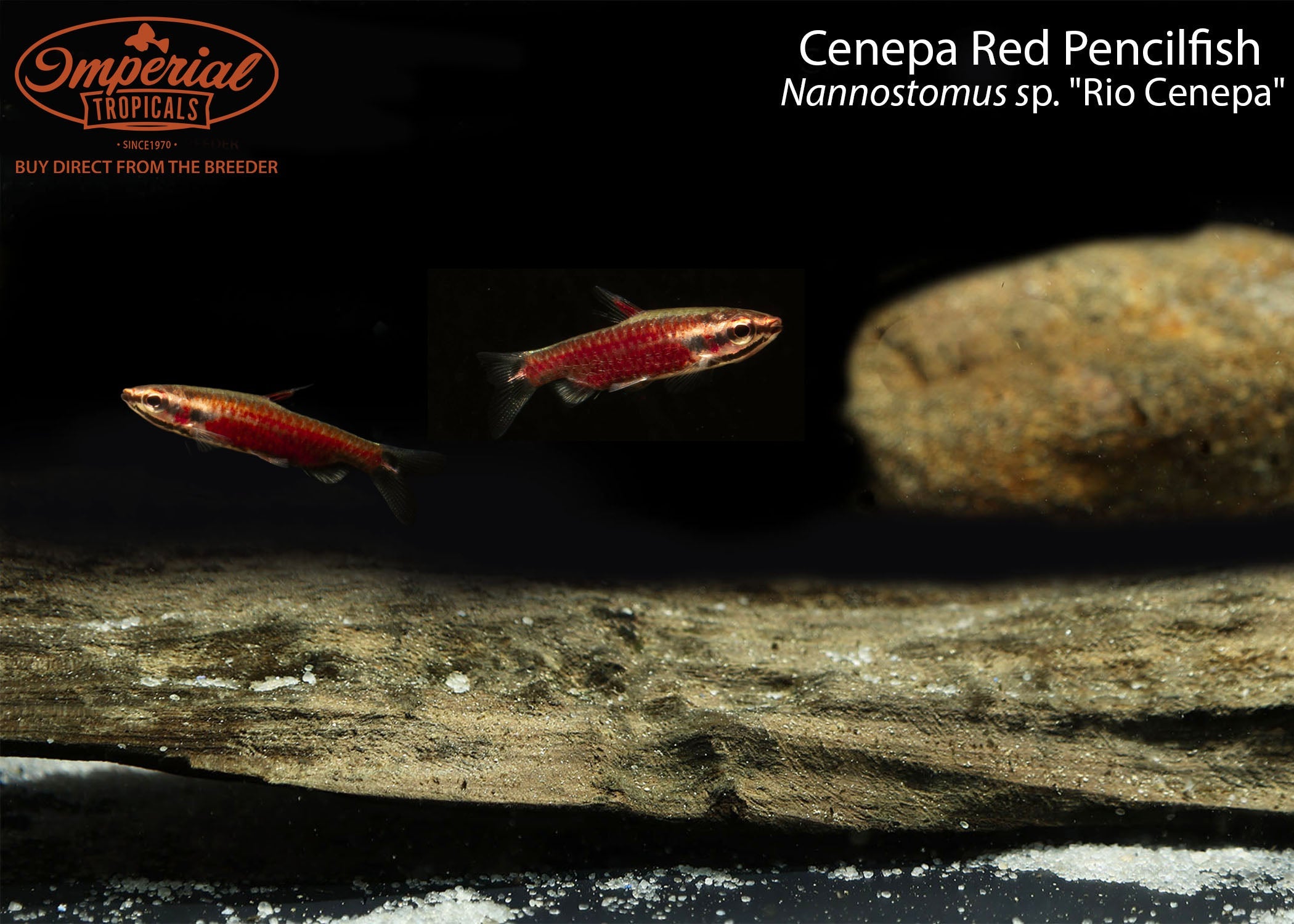 Cenepa Red Pencilfish