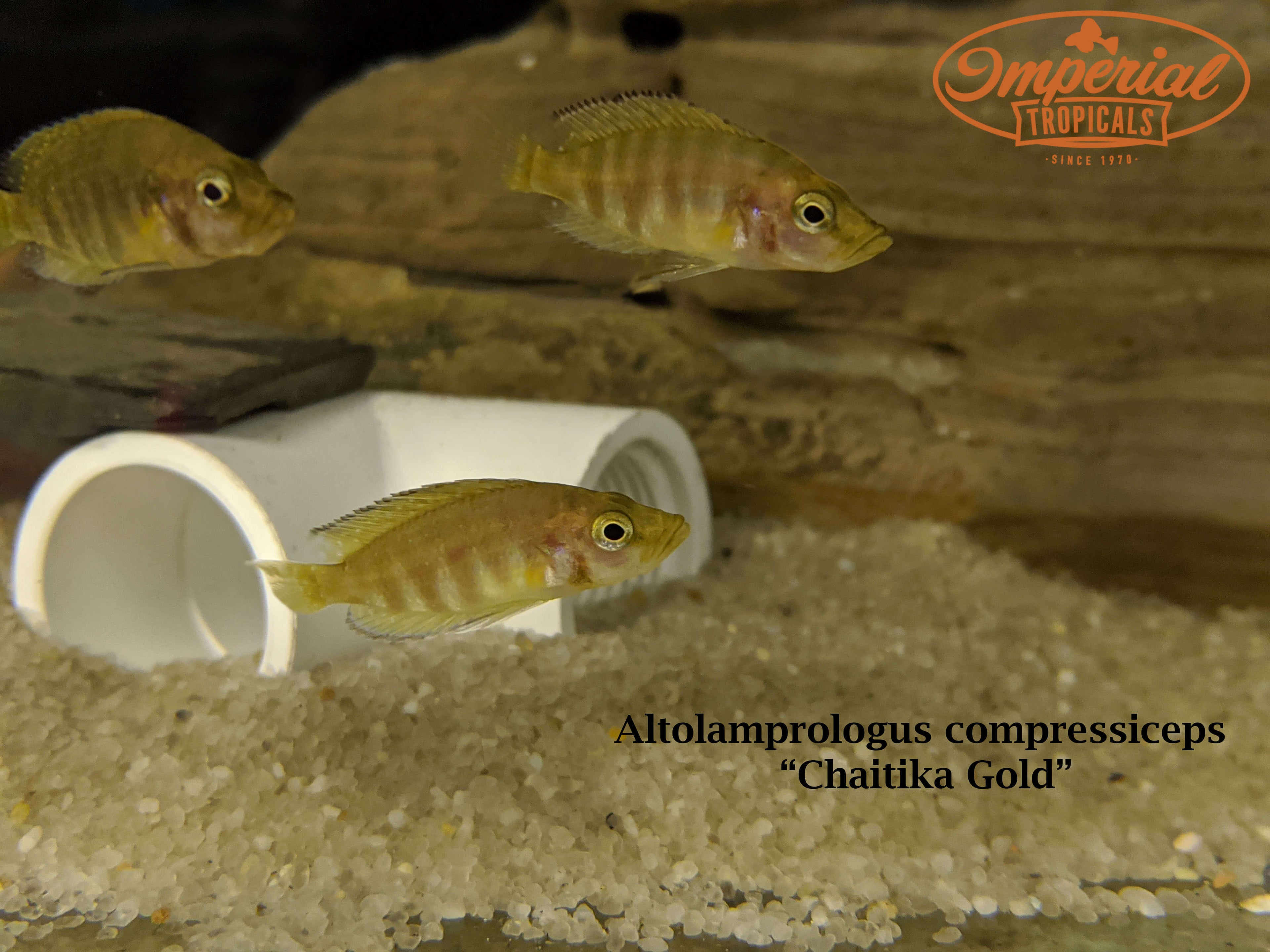 Chaitika Gold Compressiceps