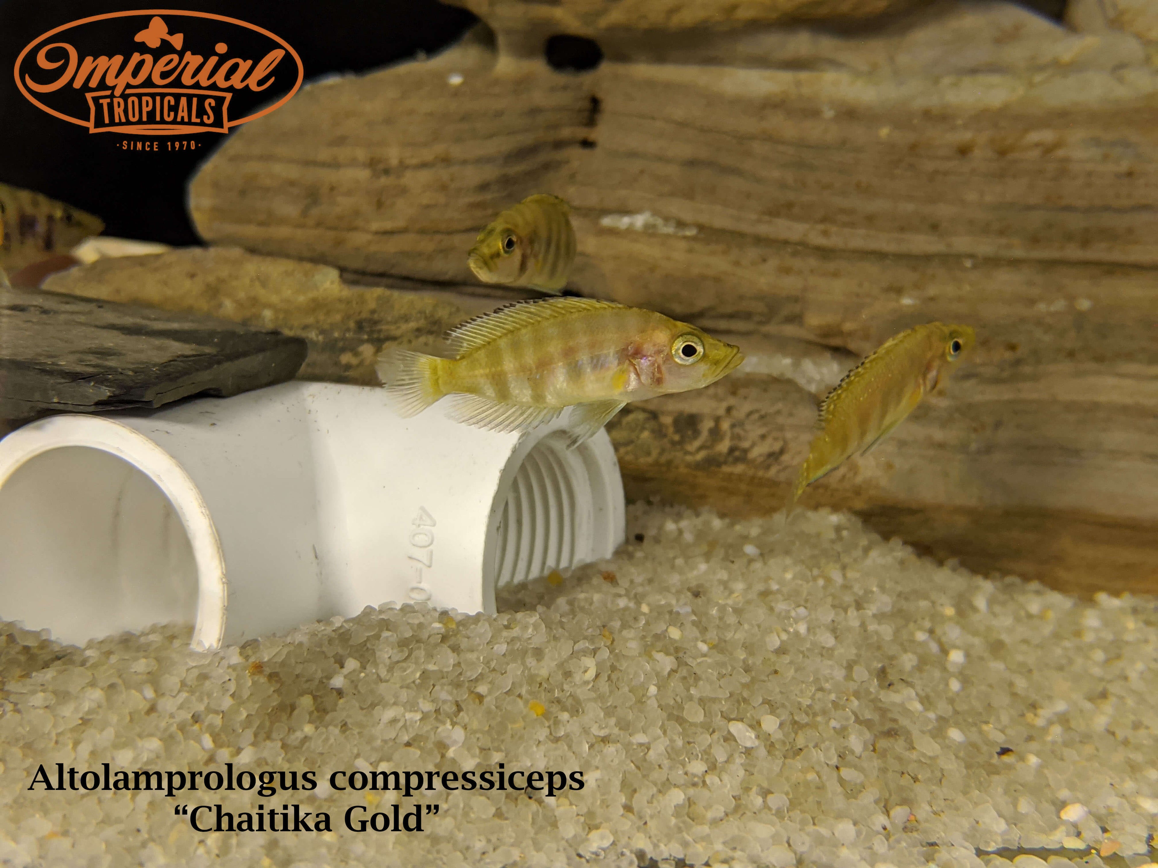 Chaitika Gold Compressiceps