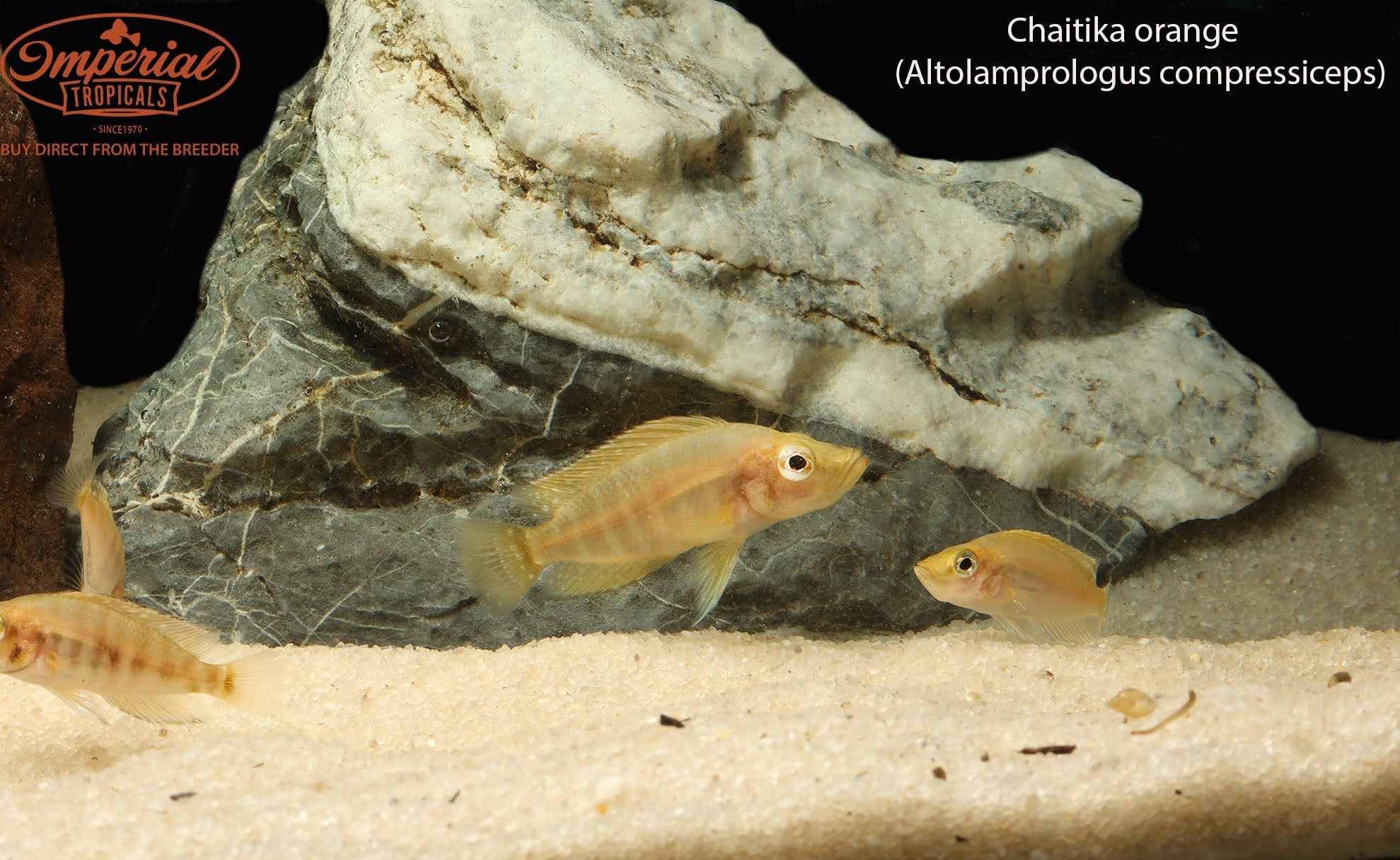 Chaitika Orange Compressiceps