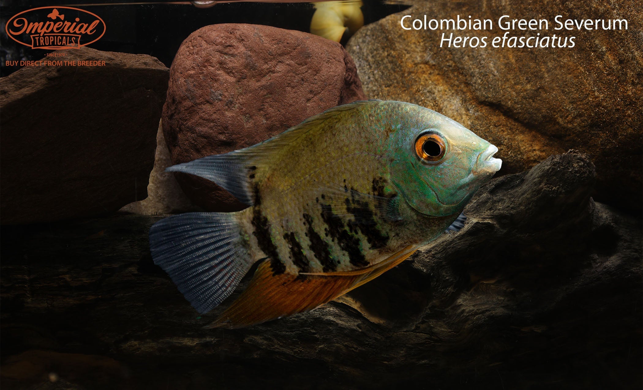 Colombian Green Severum