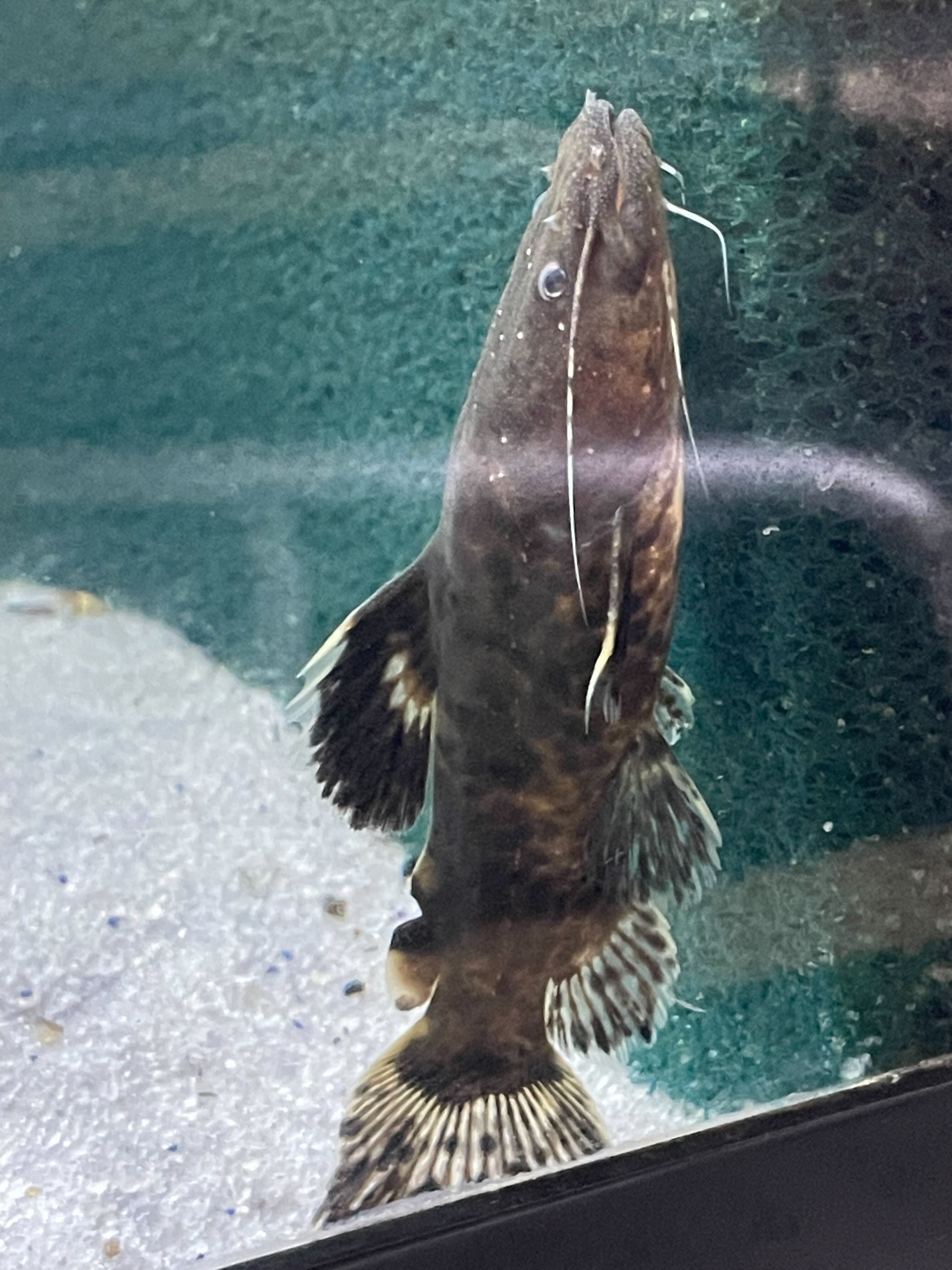 Colombian Jelly Catfish