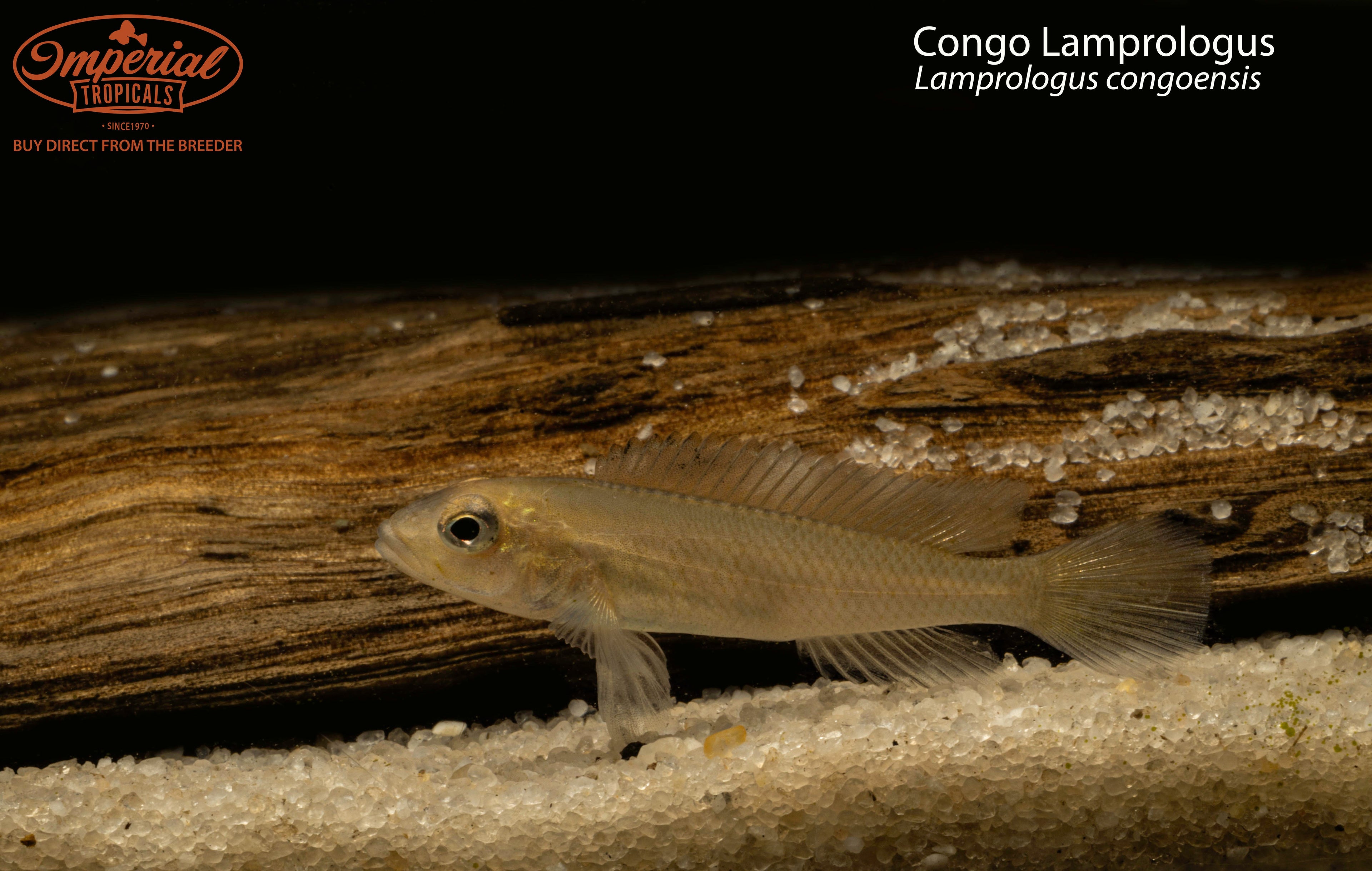 Congo Lamprologus