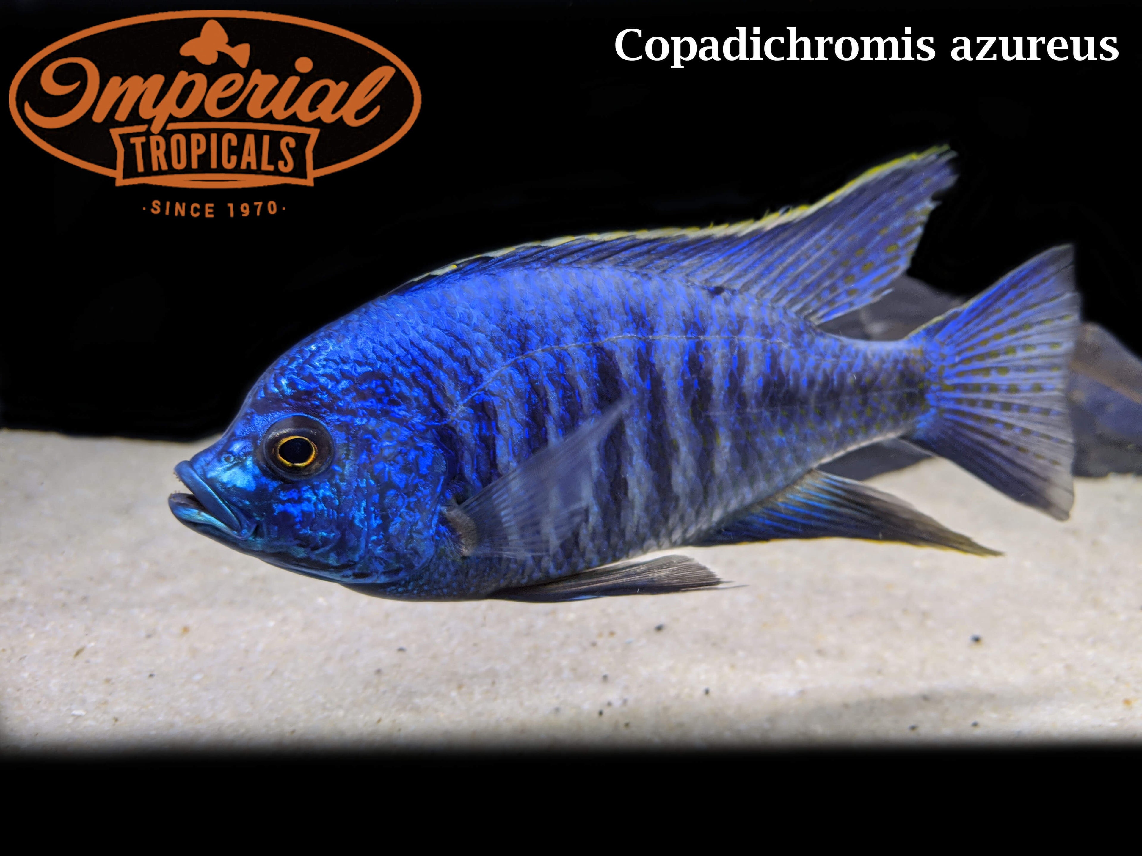 BOGO Copadichromis azureus