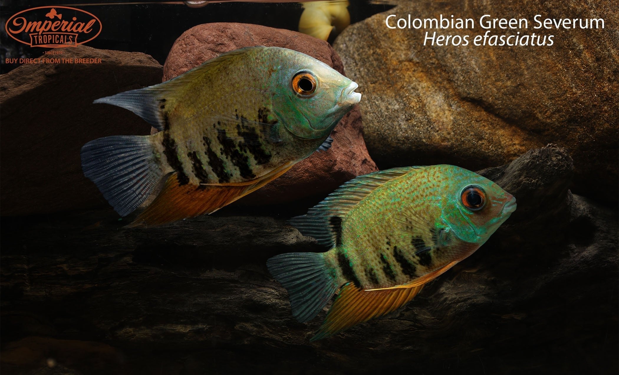 Colombian Green Severum