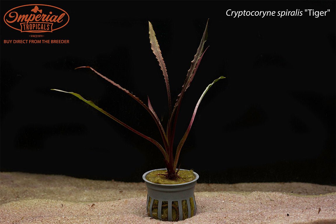 Cryptocoryne spiralis "Tiger"