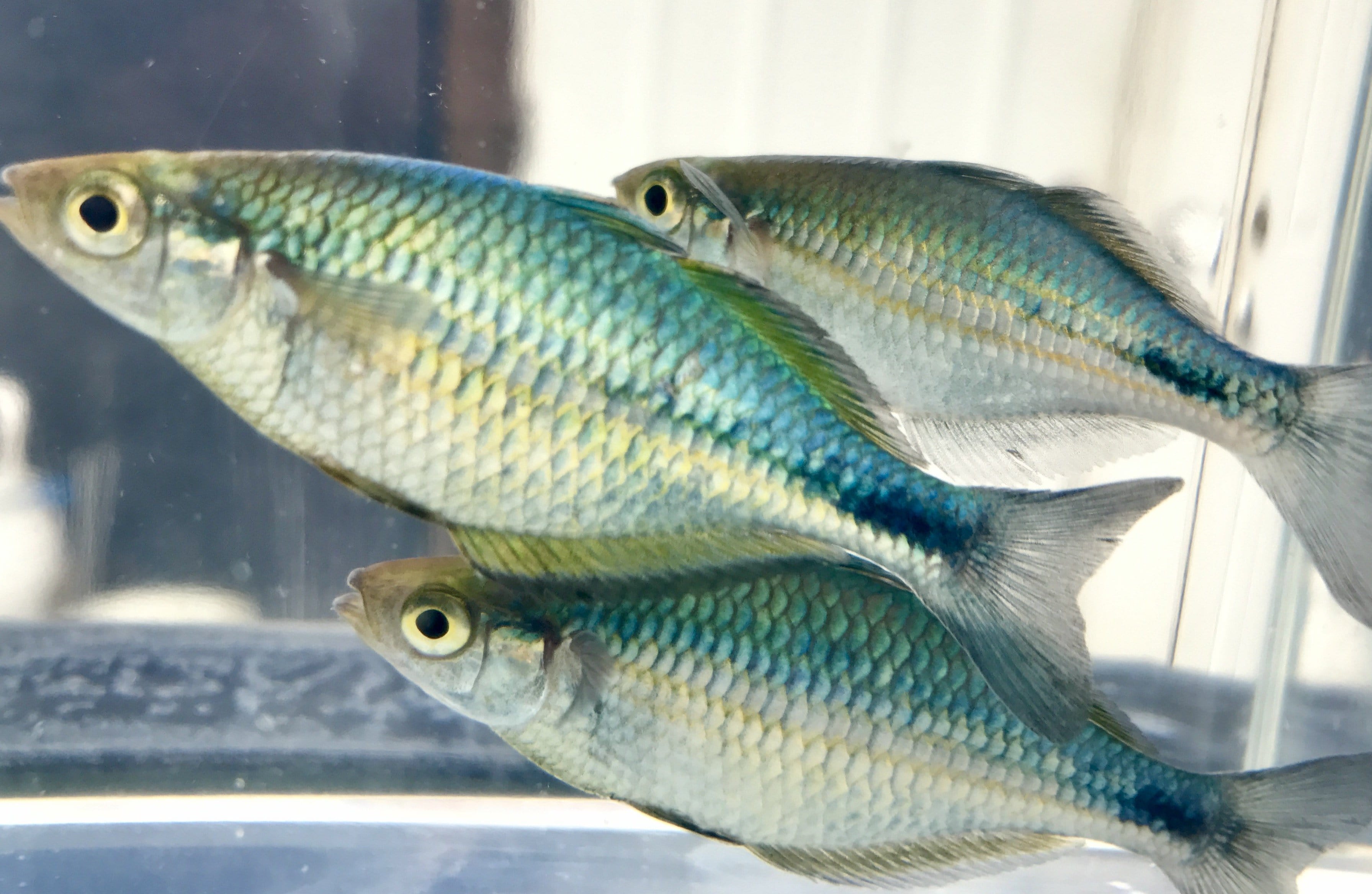 BOGO Turquoise Rainbowfish