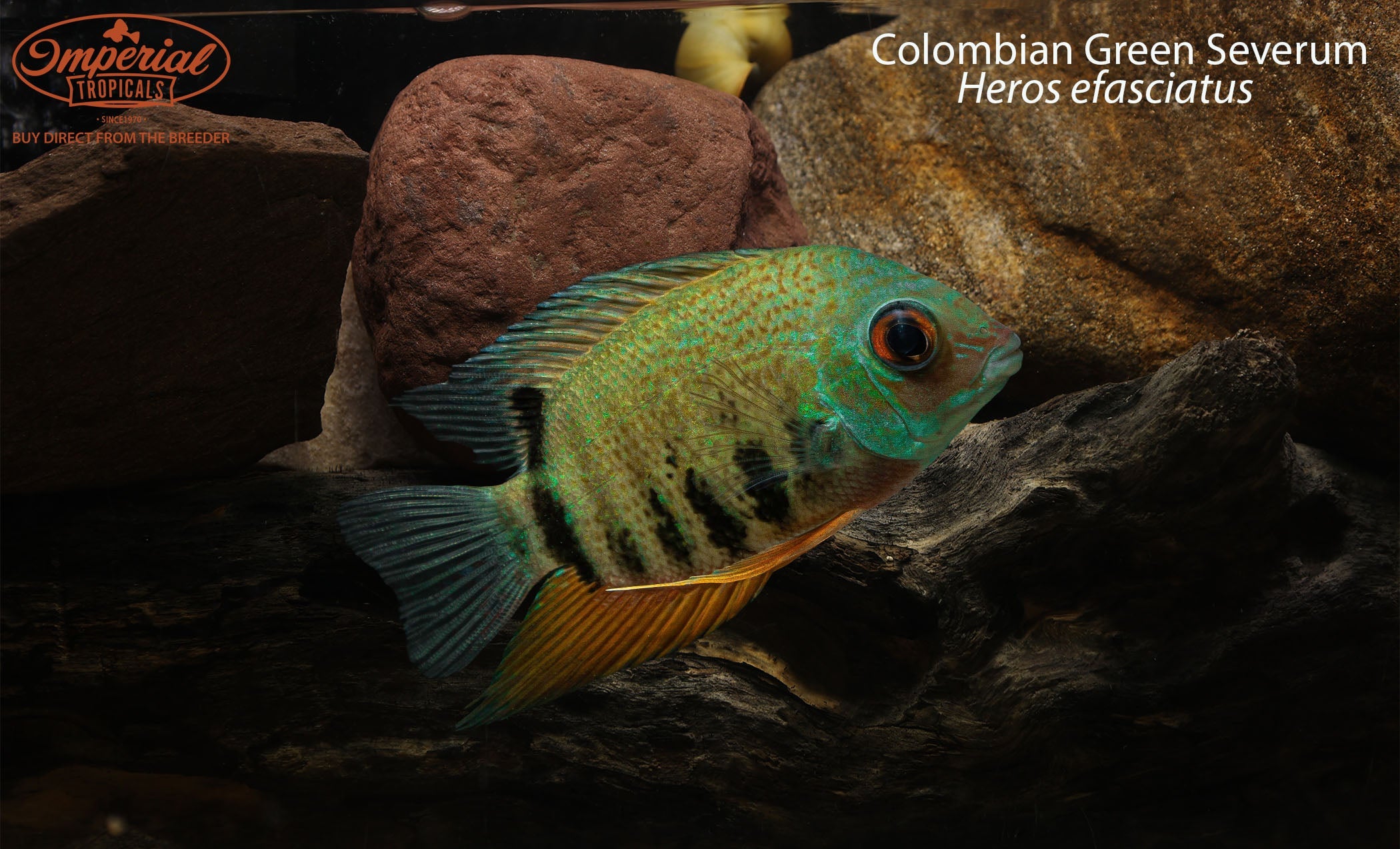 Colombian Green Severum