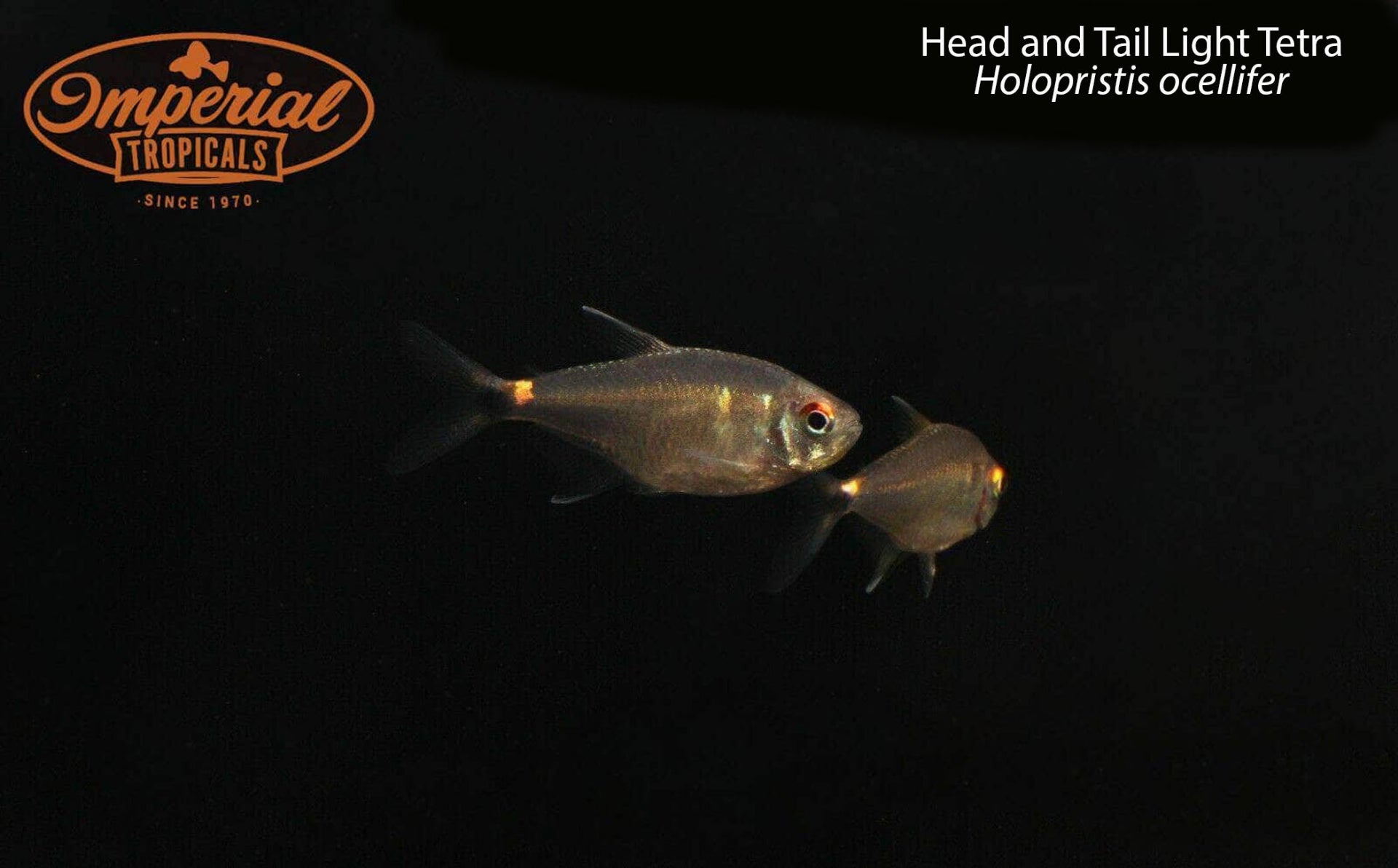 BOGO Head and Tail Light Tetra