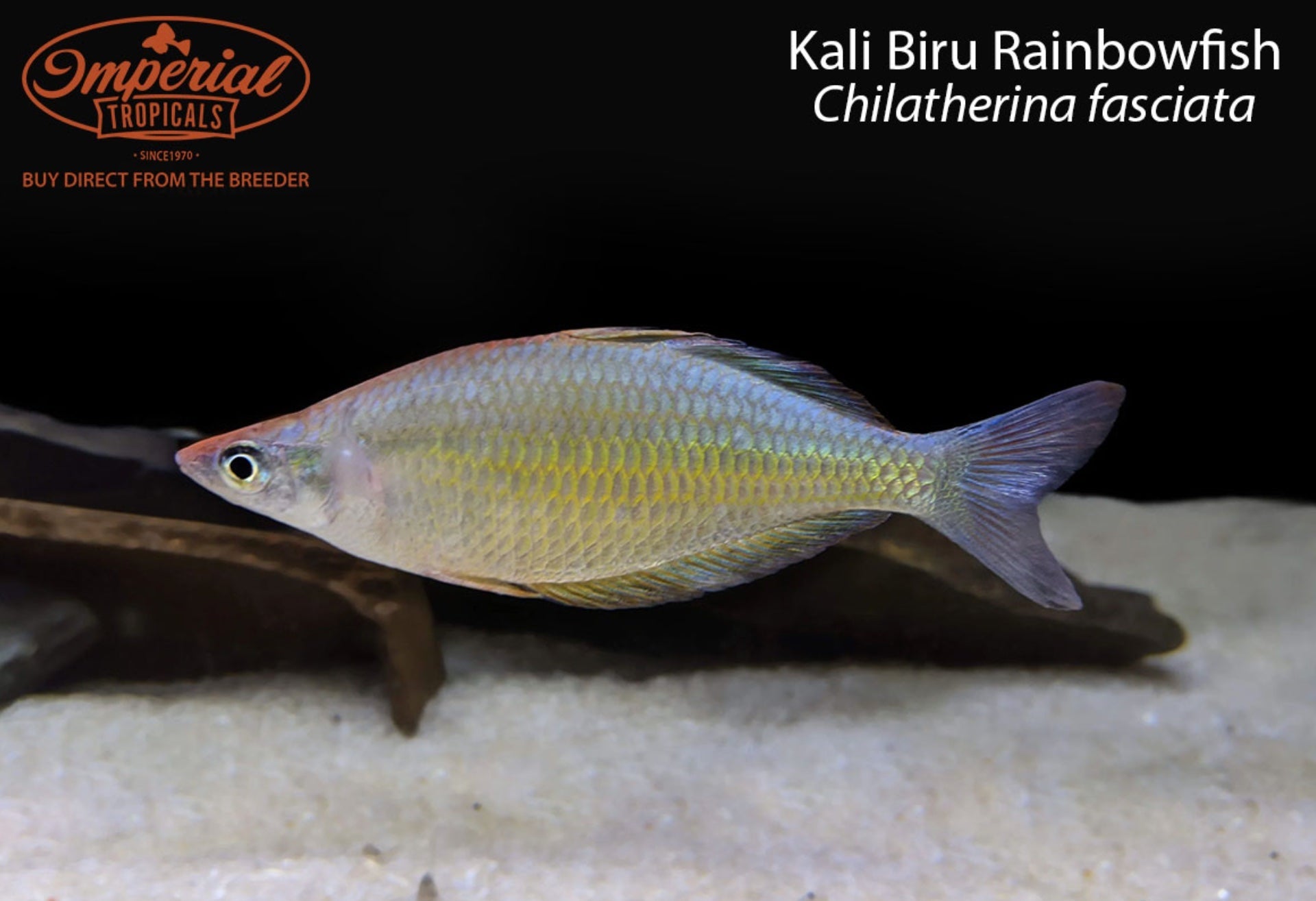 BOGO Kali Biru Rainbowfish
