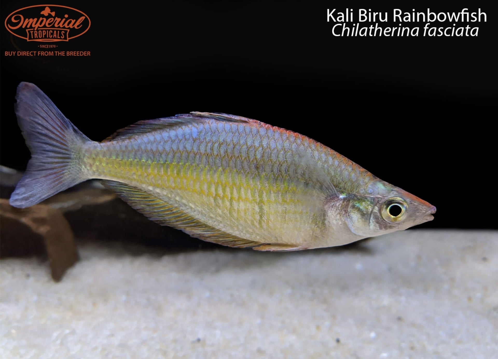 BOGO Kali Biru Rainbowfish