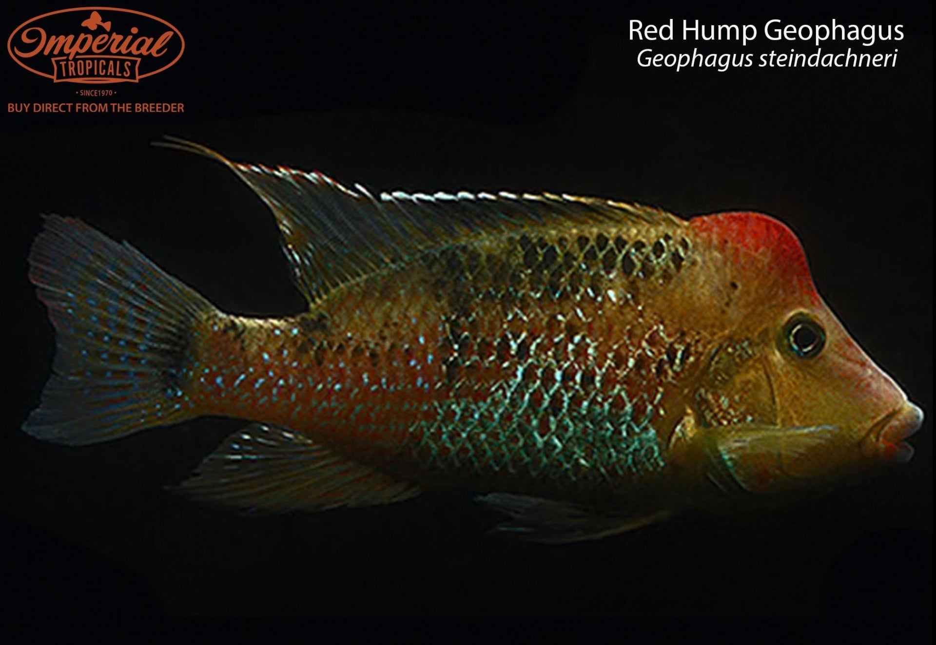 BOGO Red Hump Geophagus