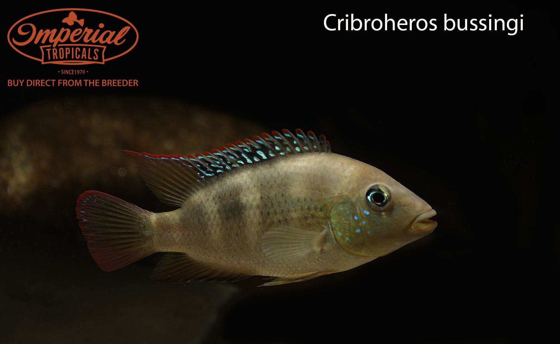 Cribroheros bussingi