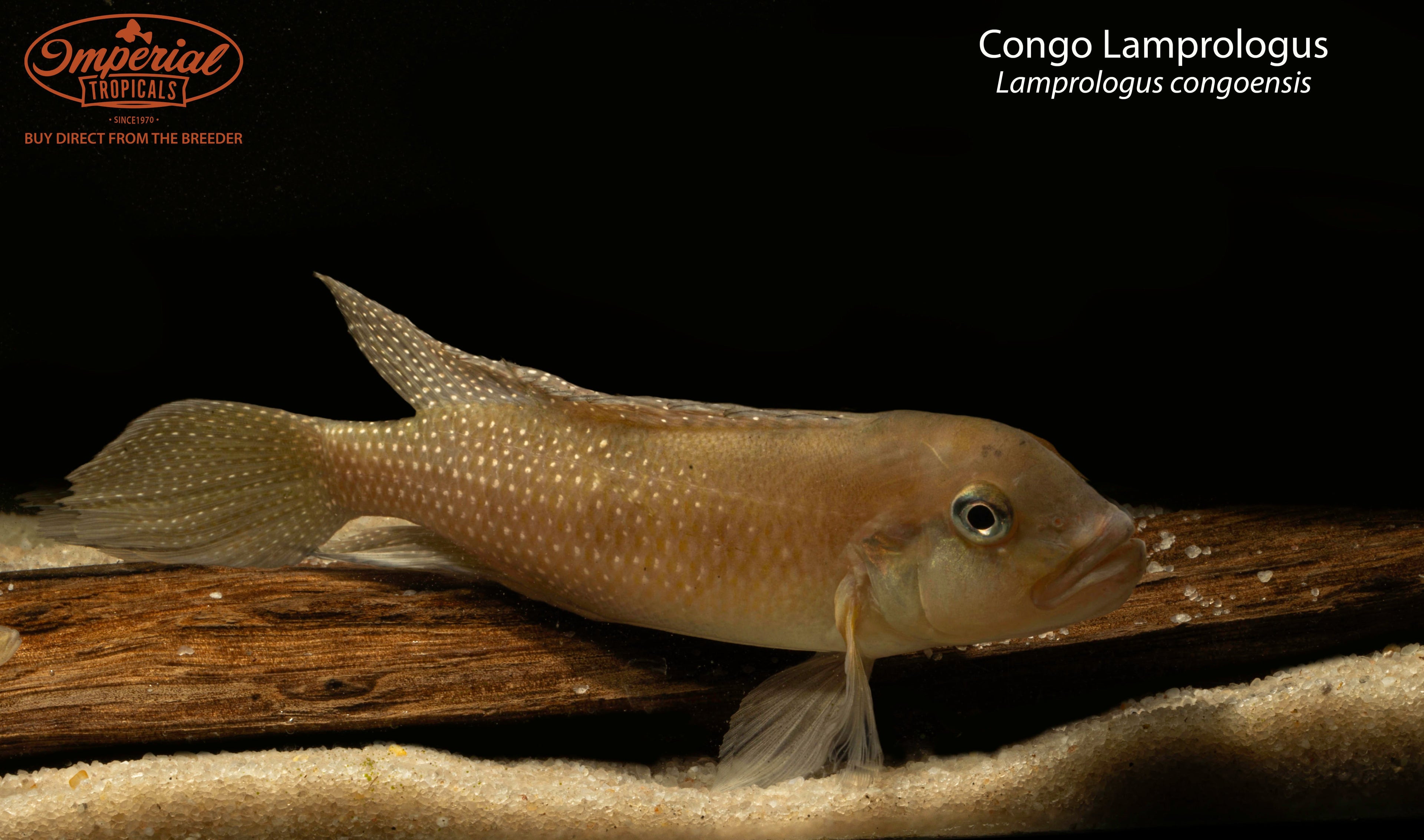 Congo Lamprologus
