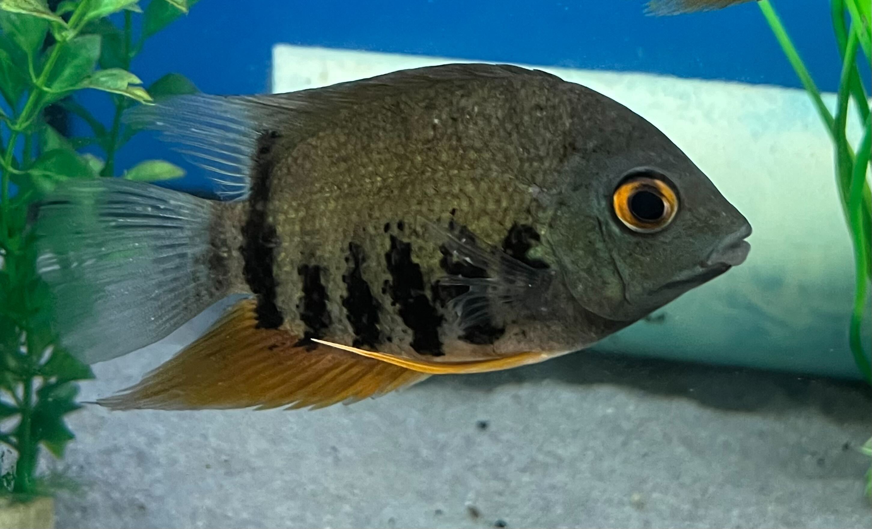 Colombian Green Severum