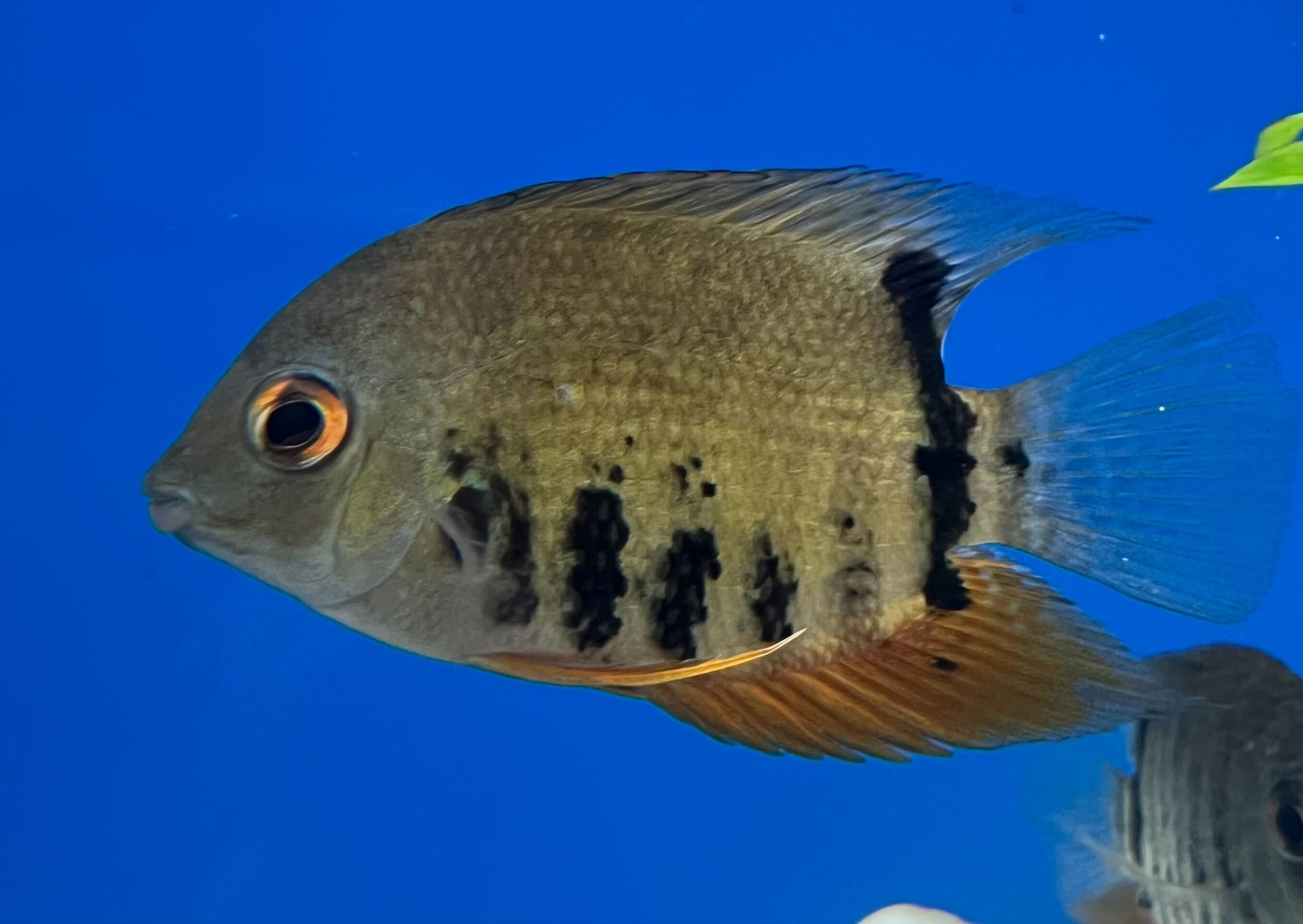 Colombian Green Severum