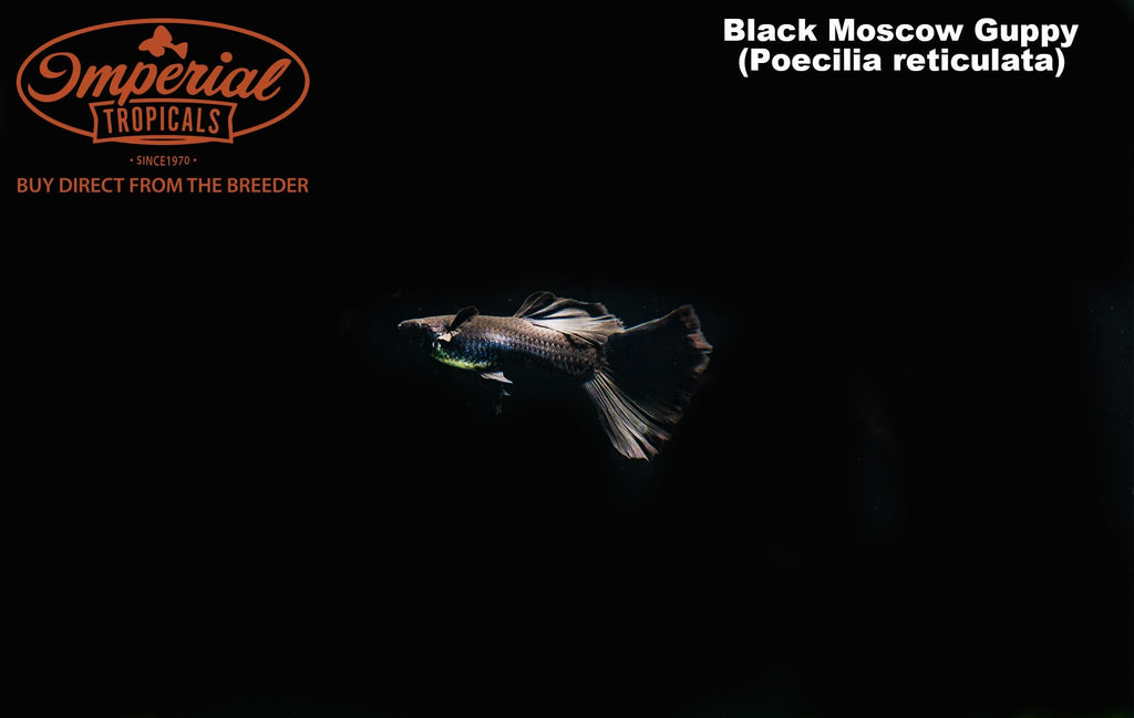 Black Moscow Guppy