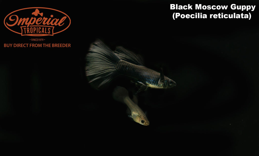 Black Moscow Guppy