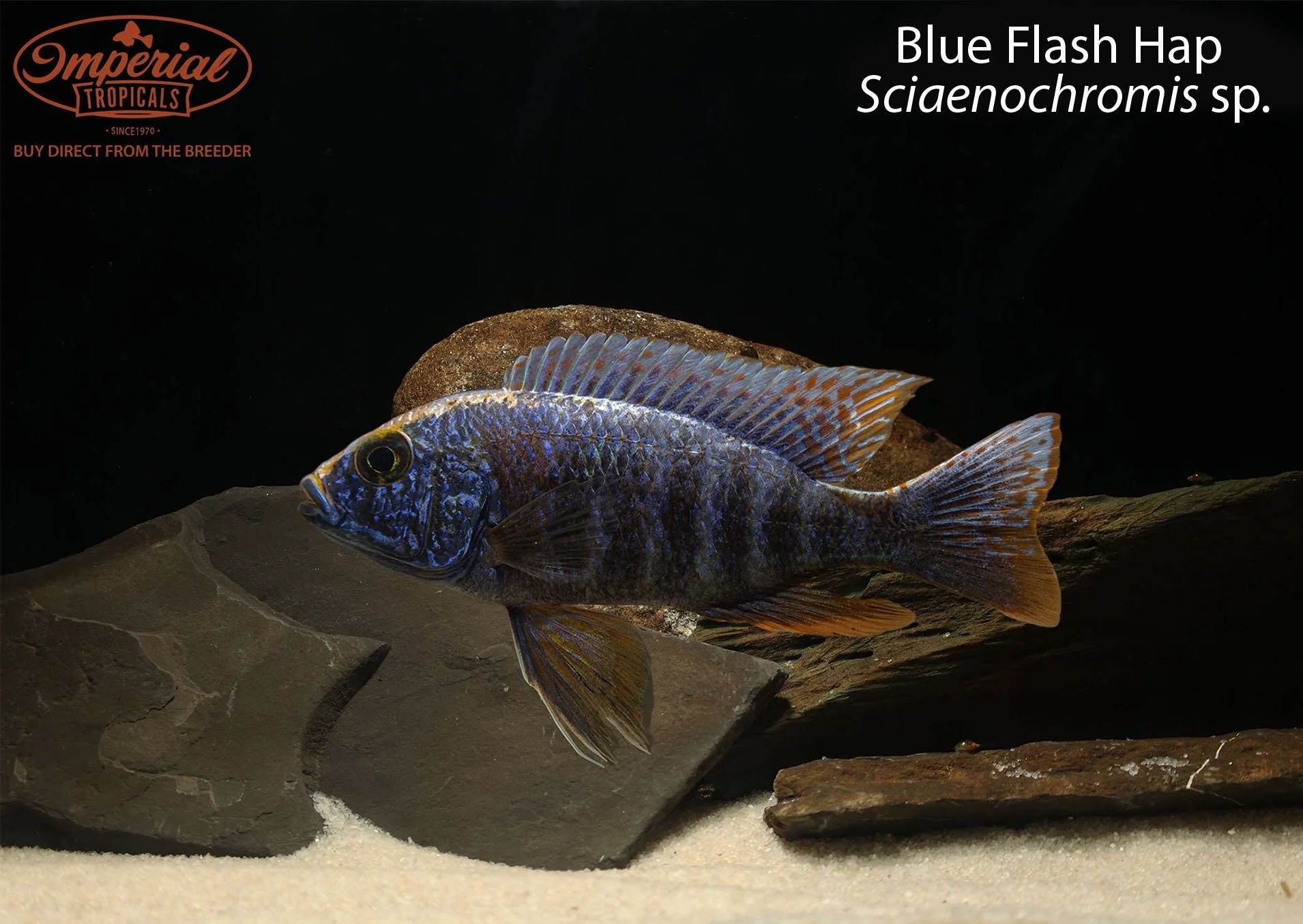 Blue Flash Hap