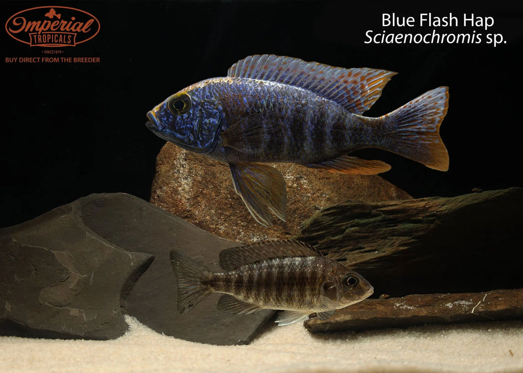 Blue Flash Hap