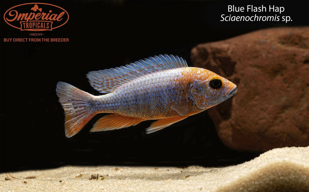 Blue Flash Hap