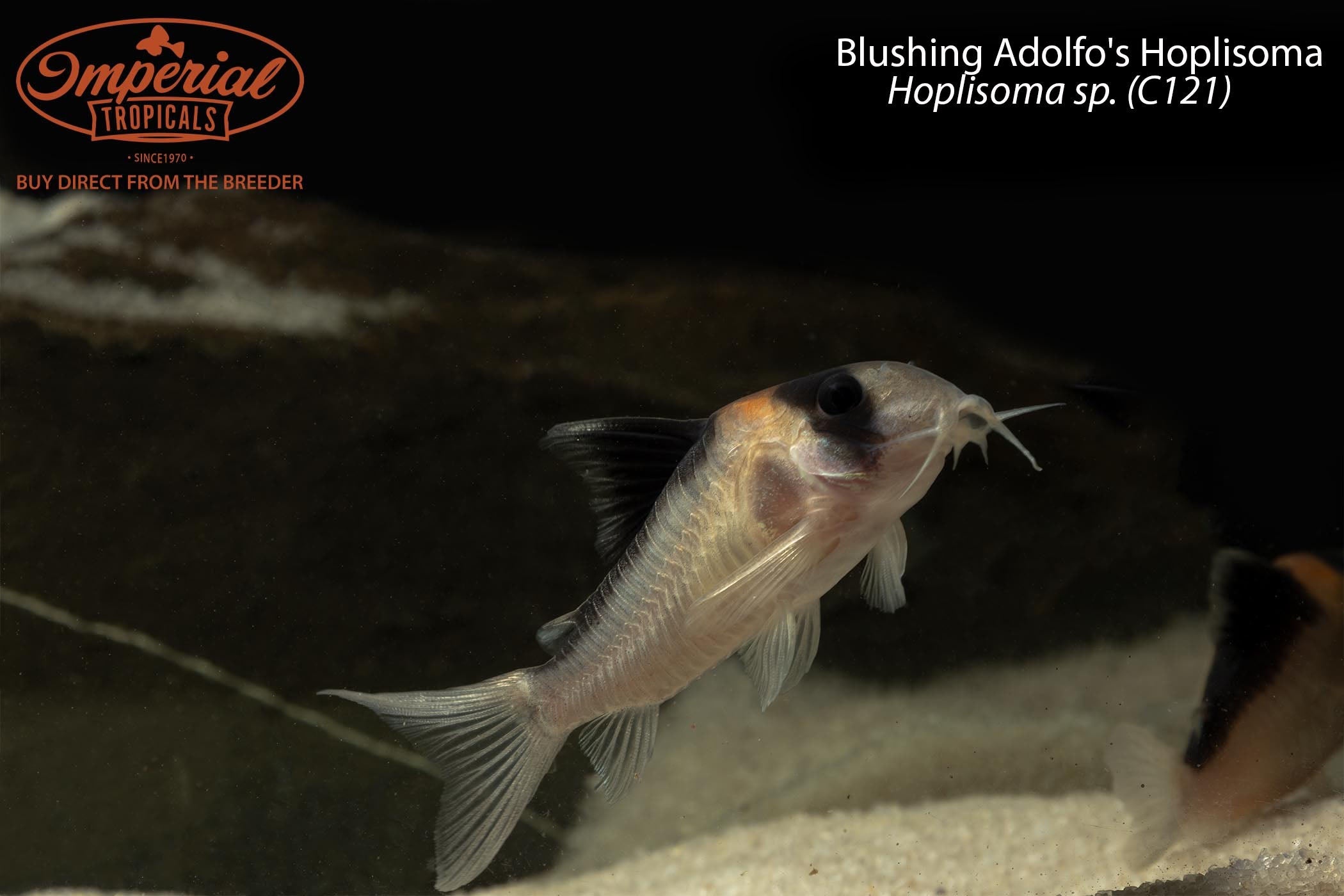 Blushing Adolfo's Hoplisoma