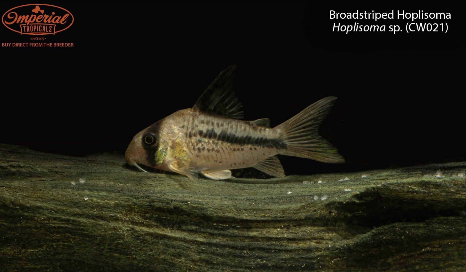 Broadstriped Hoplisoma