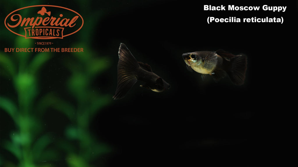 Black Moscow Guppy