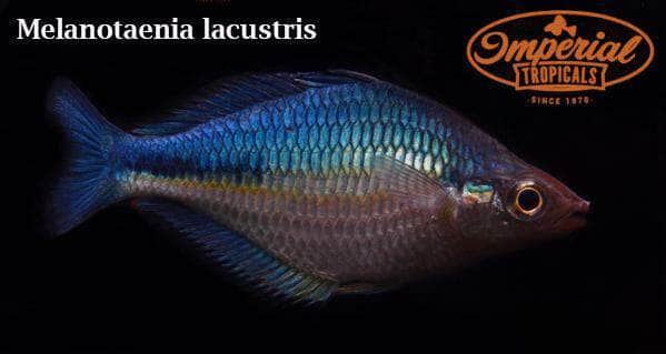 BOGO Turquoise Rainbowfish