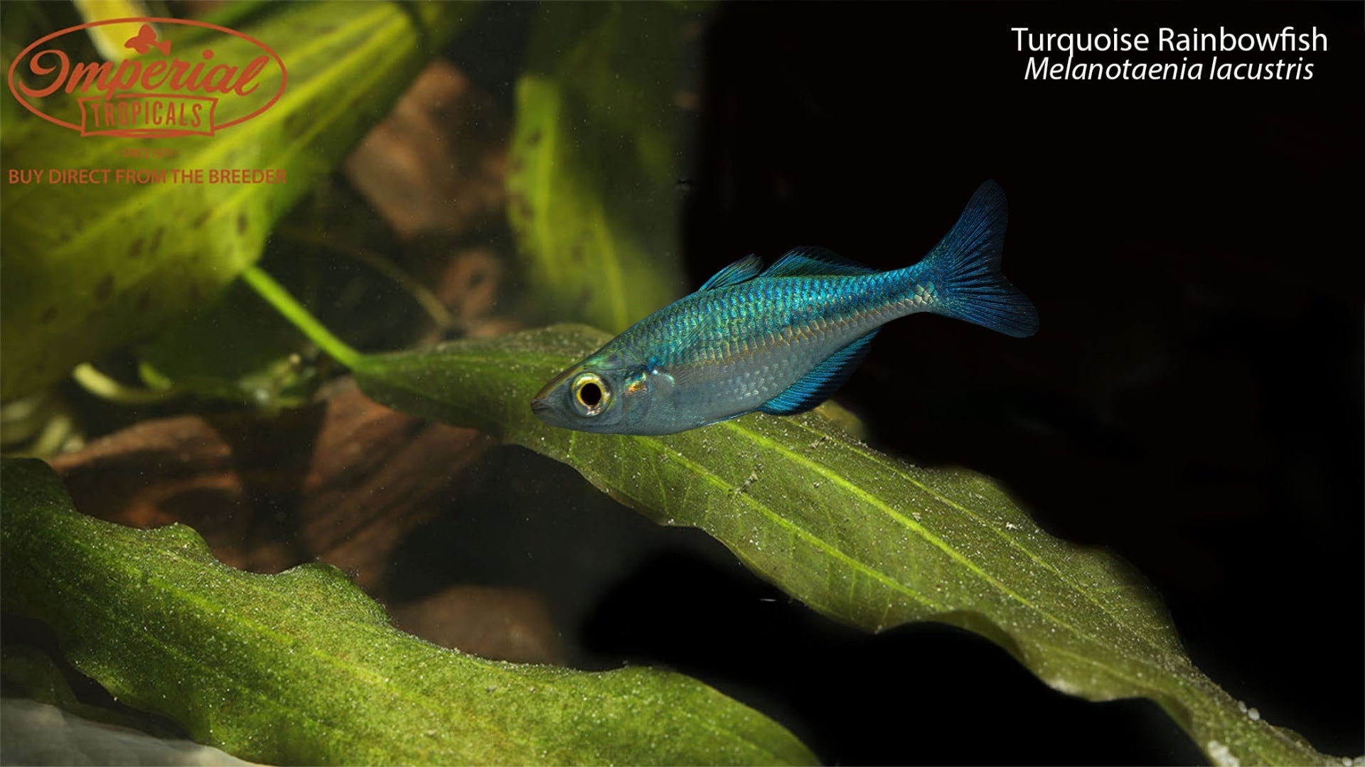 BOGO Turquoise Rainbowfish