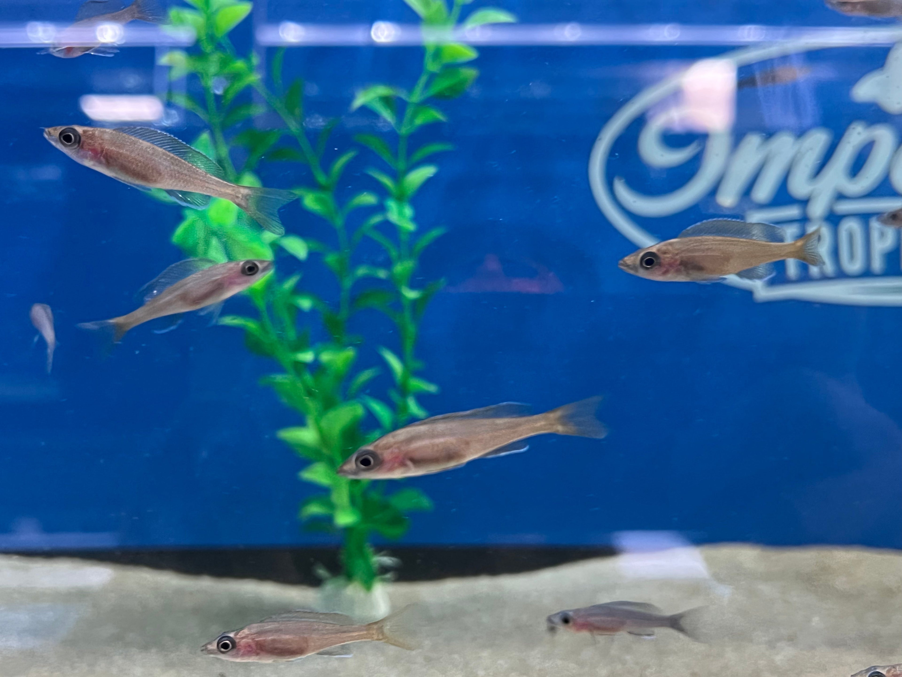 Blue Neon Paracyprichromis