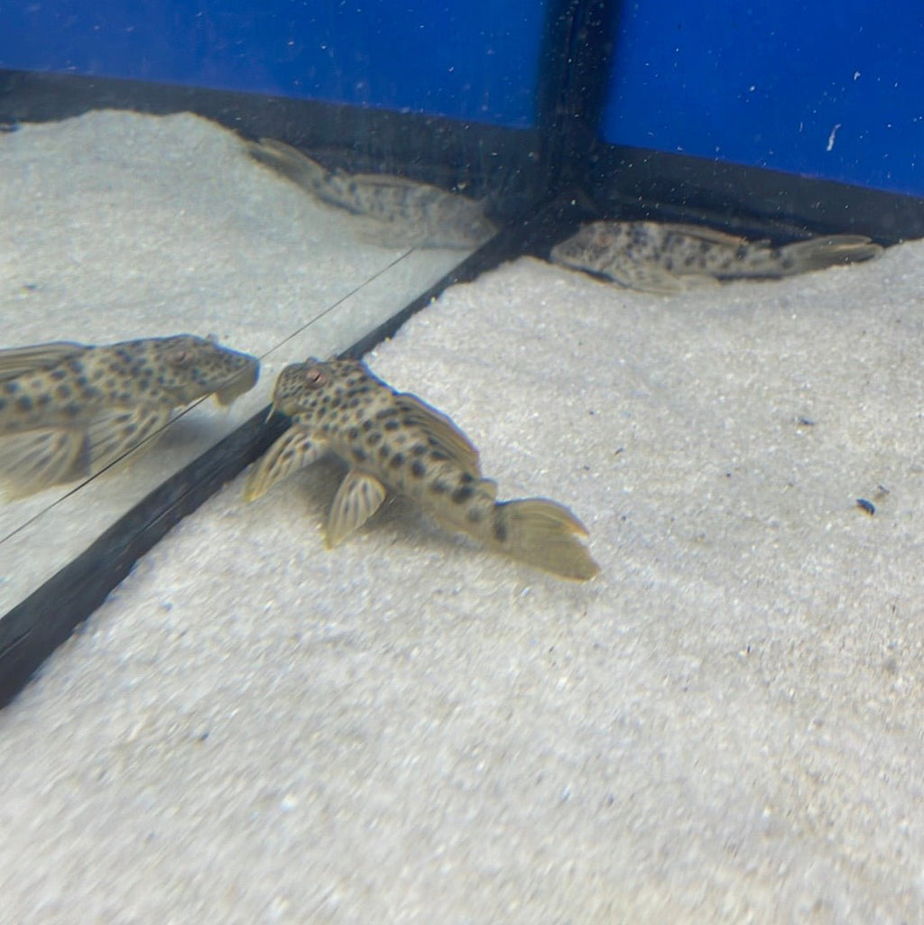 Ancistomus feldbergae